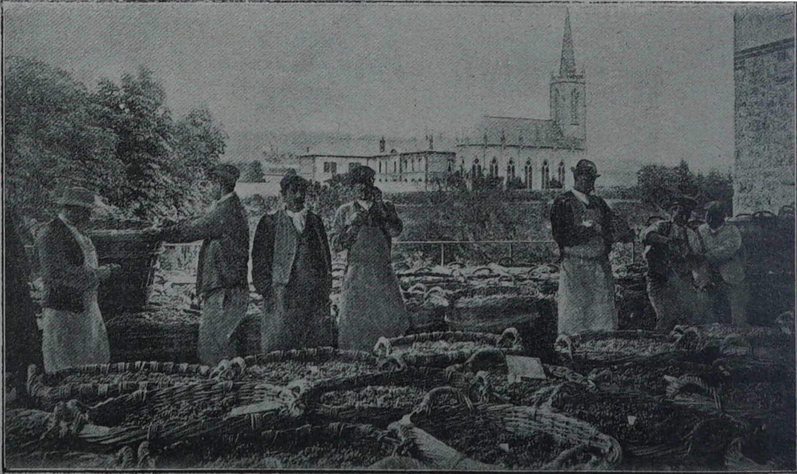 Winobranie przed vendangeoir w Avize, publikacja z 1907 r.