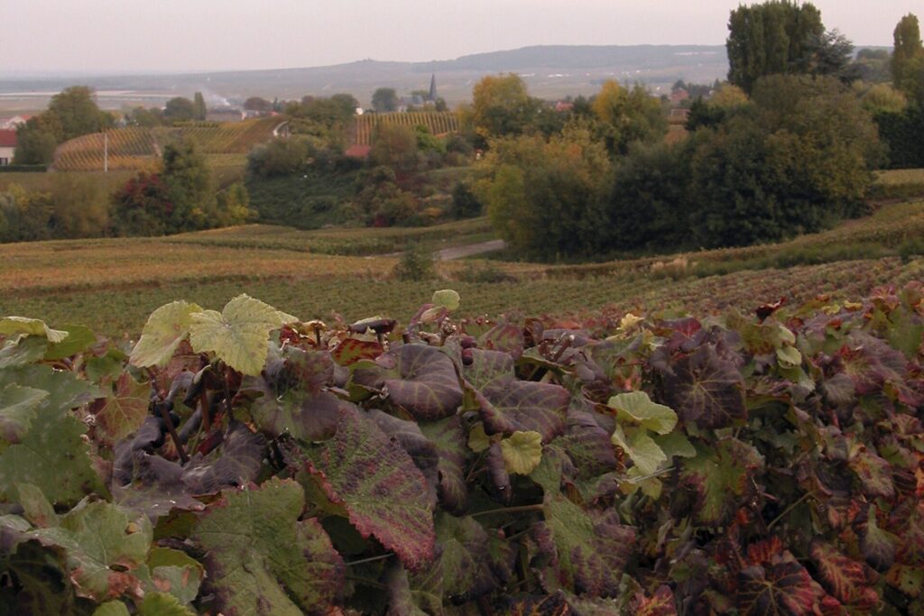 Jesienne winnice w Chigny-les-Roses na Montagne de Reims, w tle wioski Szampanii